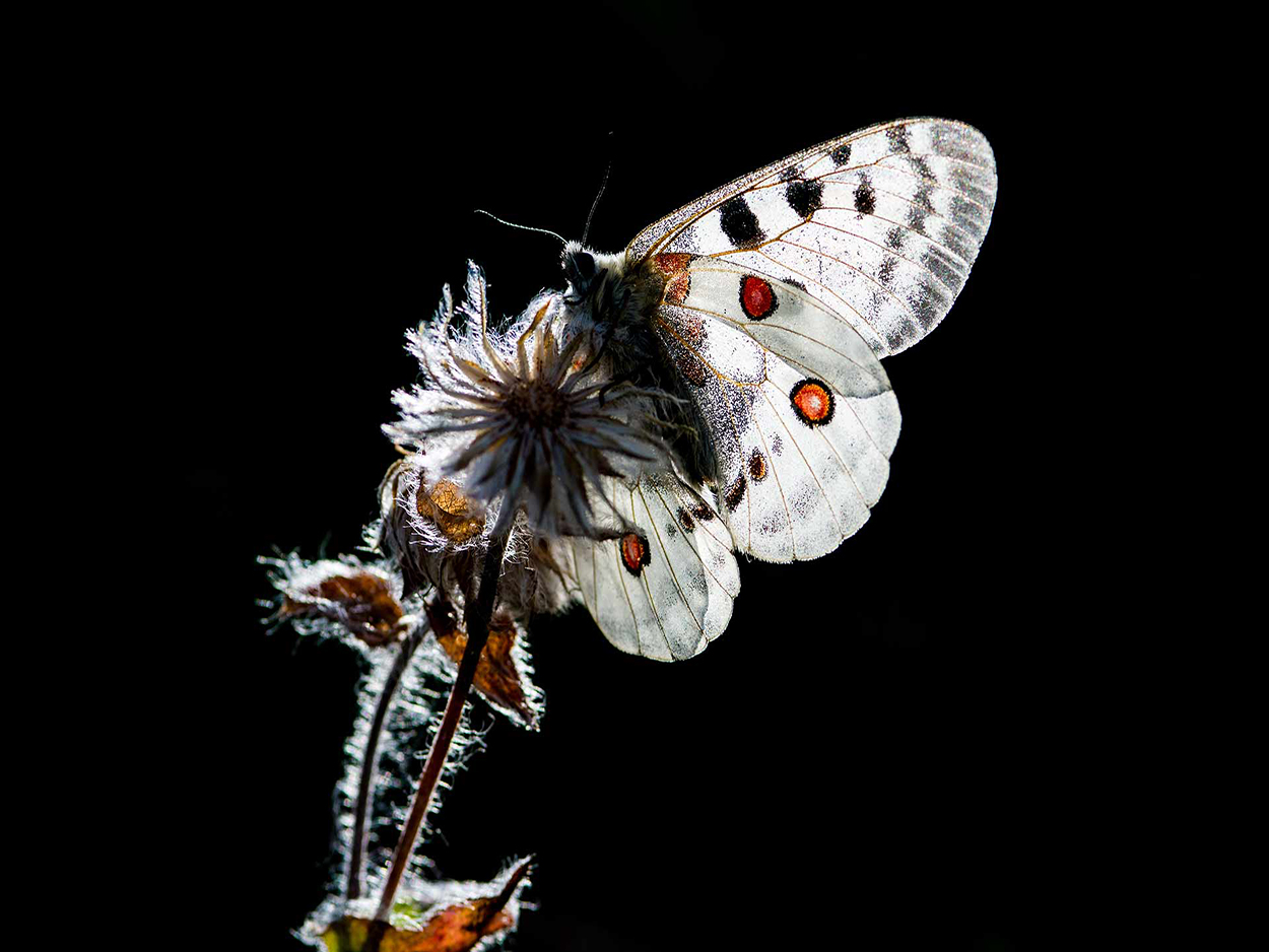 Parnassius apollo