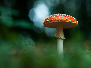 Amanita muscaria