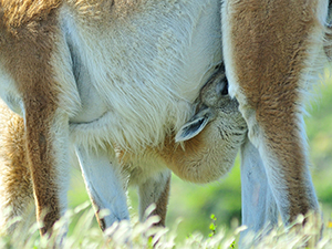 Guanaco