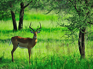 Impala