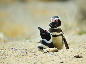 Pinguini di magellano