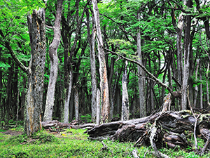 Foresta in patagonia