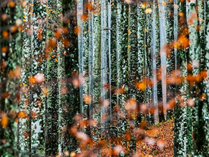 Autunno in faggeta