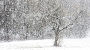 Tormenta di neve