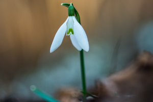 bucaneve – Galanthus nivalis