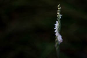 Spiranthes spiralis