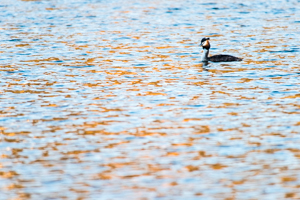 svasso maggiore (Podiceps cristatus)