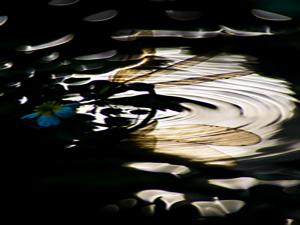 Calopteryx splendens