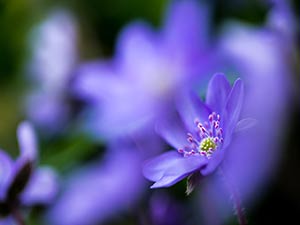 Hepatica nobilis