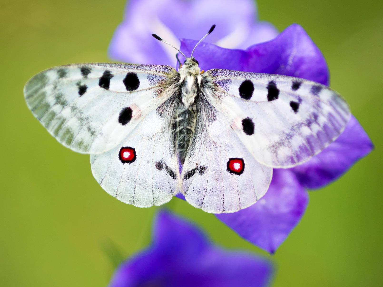 Parnassius apollo