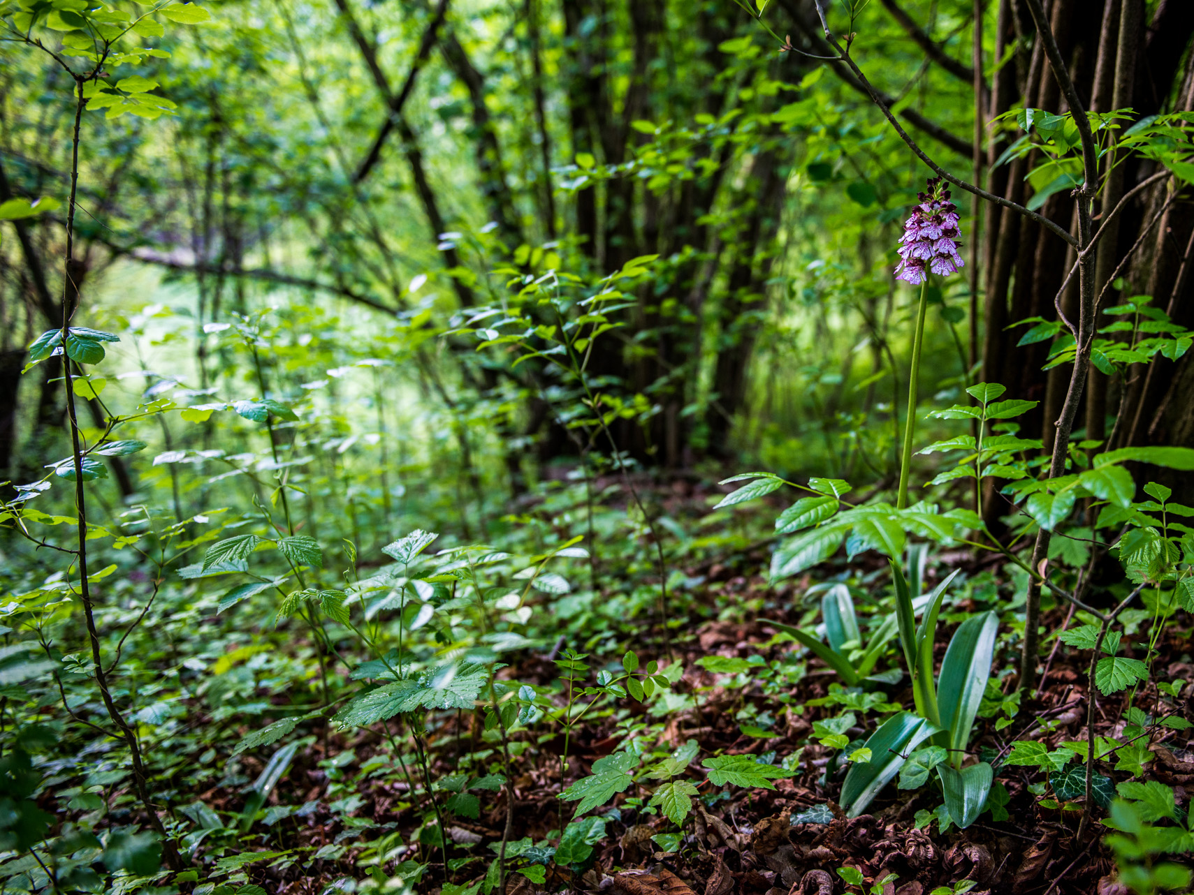 Orchis purpurea