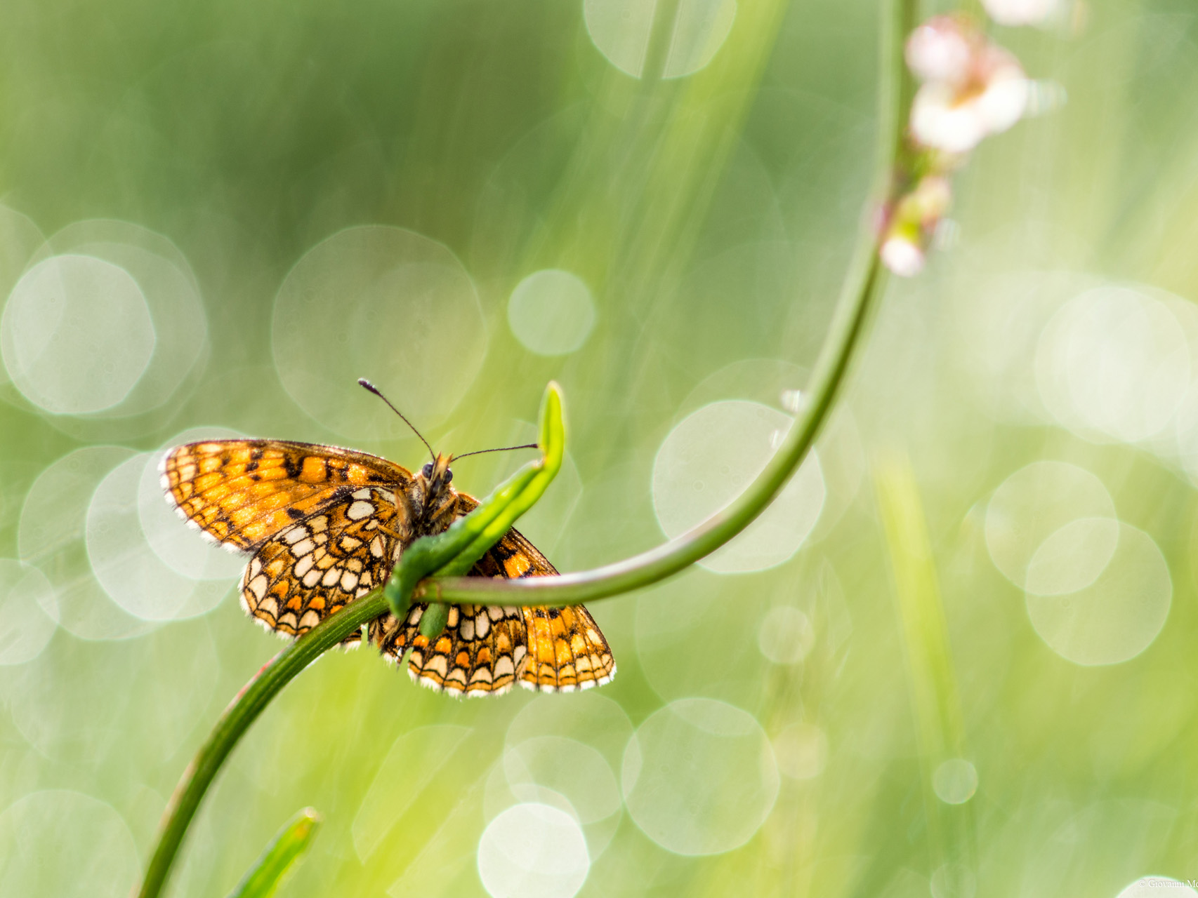 Melitaea sp